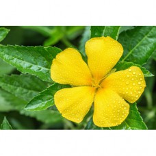 Damiana 10x Extract - 100 Capsules a 500mg
